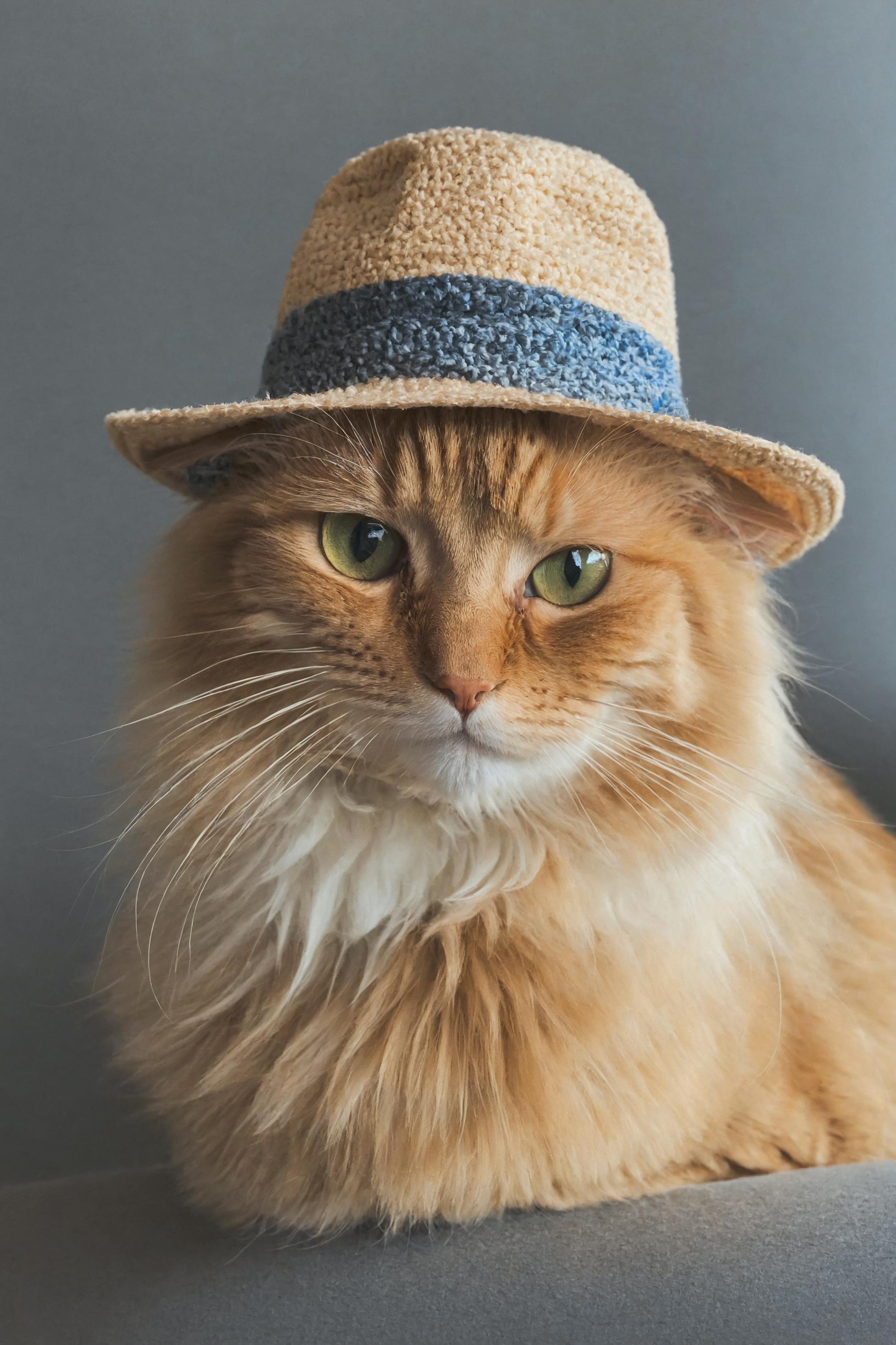 A fluffy orange and white cat wearing a blue and white hat.
