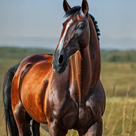 Russian ahalteke horse