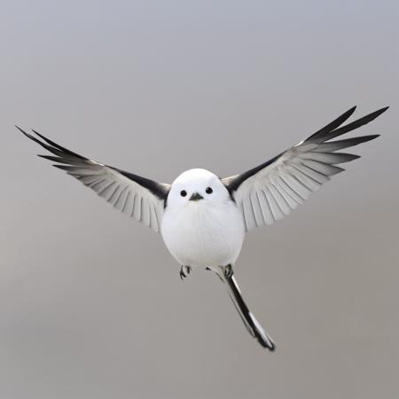 Animal: Enaga / Shimaenaga (Bird) V1