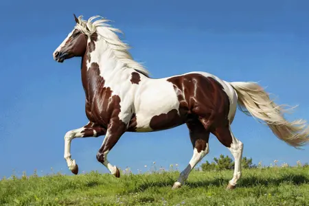 EdobHorse v1.0