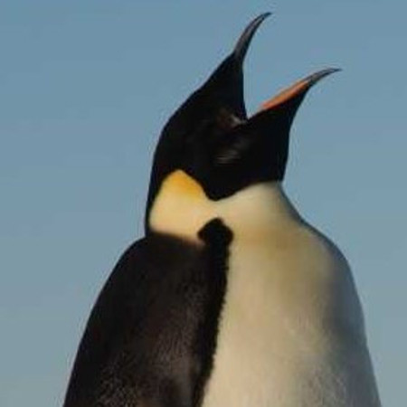 pensive_penguin's Avatar
