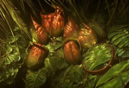 Pitcher carnivorous plant