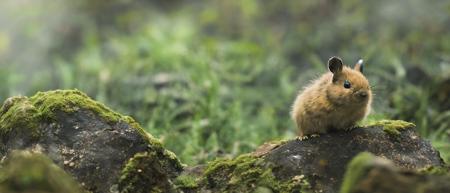 classicnegative photo of a cute Pika sitting on a mossy rock in a river in the mountains, glowing fireflies, haze, bloom, halation, dramatic atmosphere, cinematography