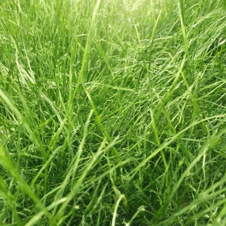 <lora:SDXL_Grass_texture_Sa_May:1> grass sunny