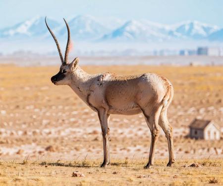 no humans, masterpiece, photorealistic, best quality, 8k,  ((walk on the road)),
 tibet antelope, realistic, horns, solo, animal, outdoors, sky, field, full body, snow, bokeh, <lora:tibet_antelope_v1-000015:0.67>