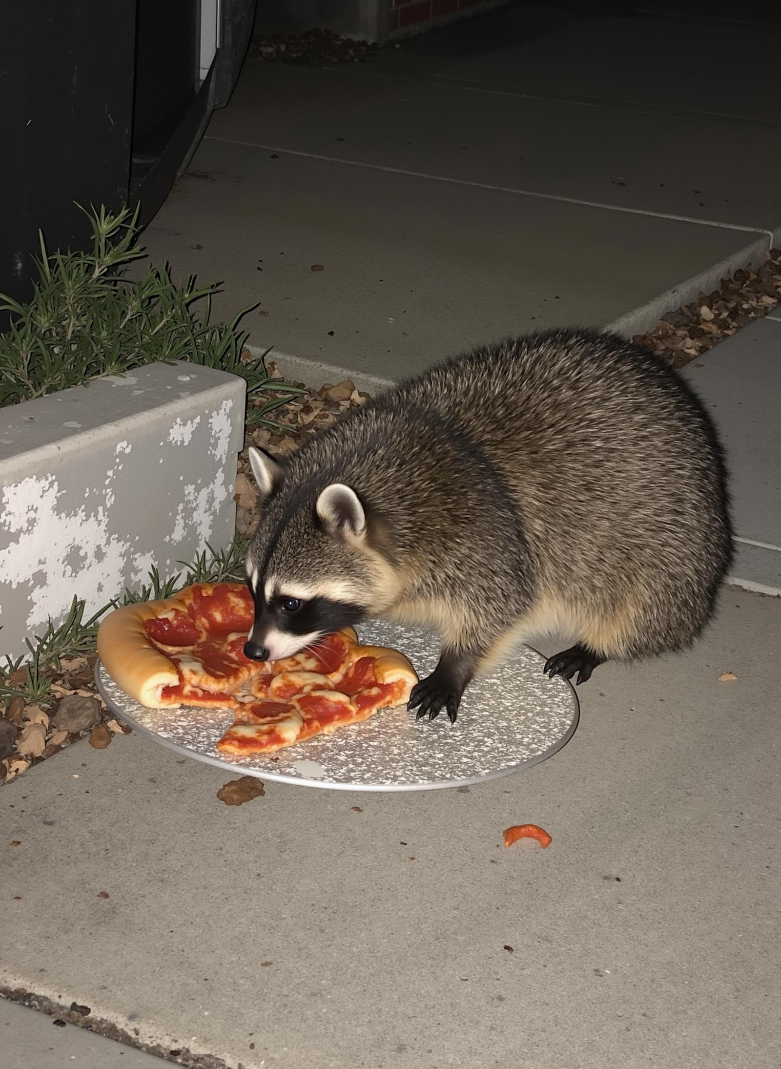 low quality photo, a nighttime snapshot of an obese and rabid racoon digging through trash in an alley and eating an old piece of pizza.