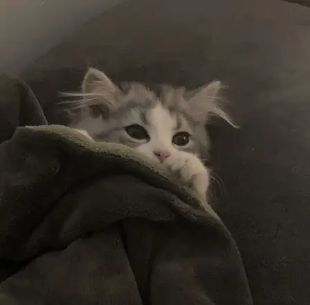 Kitoo's Avatar