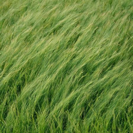 <lora:SDXL_Grass_texture_Sa_May:1> grass wheat