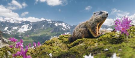 classicnegative photo of a cute marmot sitting on a mossy rock on top of a mountain in the alps, edelweiss flowers, dark clouds, haze, bloom, halation, dramatic atmosphere, cinematography