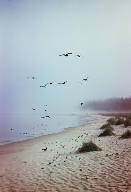 soaked_mundwasser, instagramphoto, a foggy beach somewhere in europe with some birds in the sky, soft shadows, filmgrain