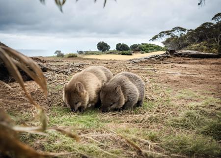 (raw photo) two wombats eating, brown fur, cute, young