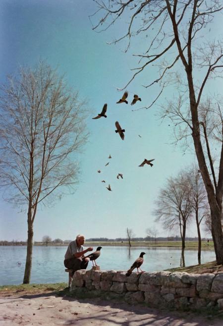 soaked_mundwasser, an old man feeds some birds, hard shadows, film grain