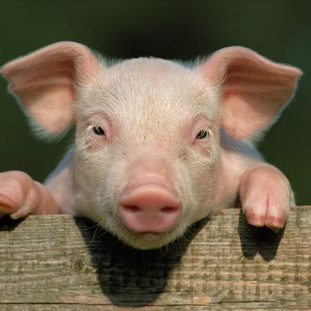 easyhog's Avatar
