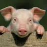 easyhog's Avatar