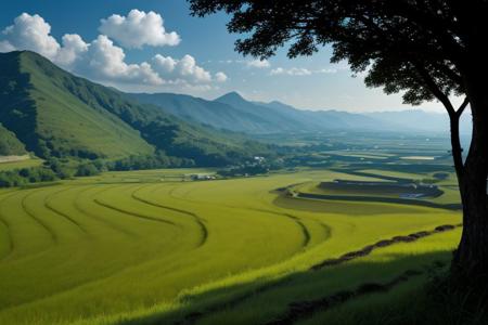 Rice terrace, bright