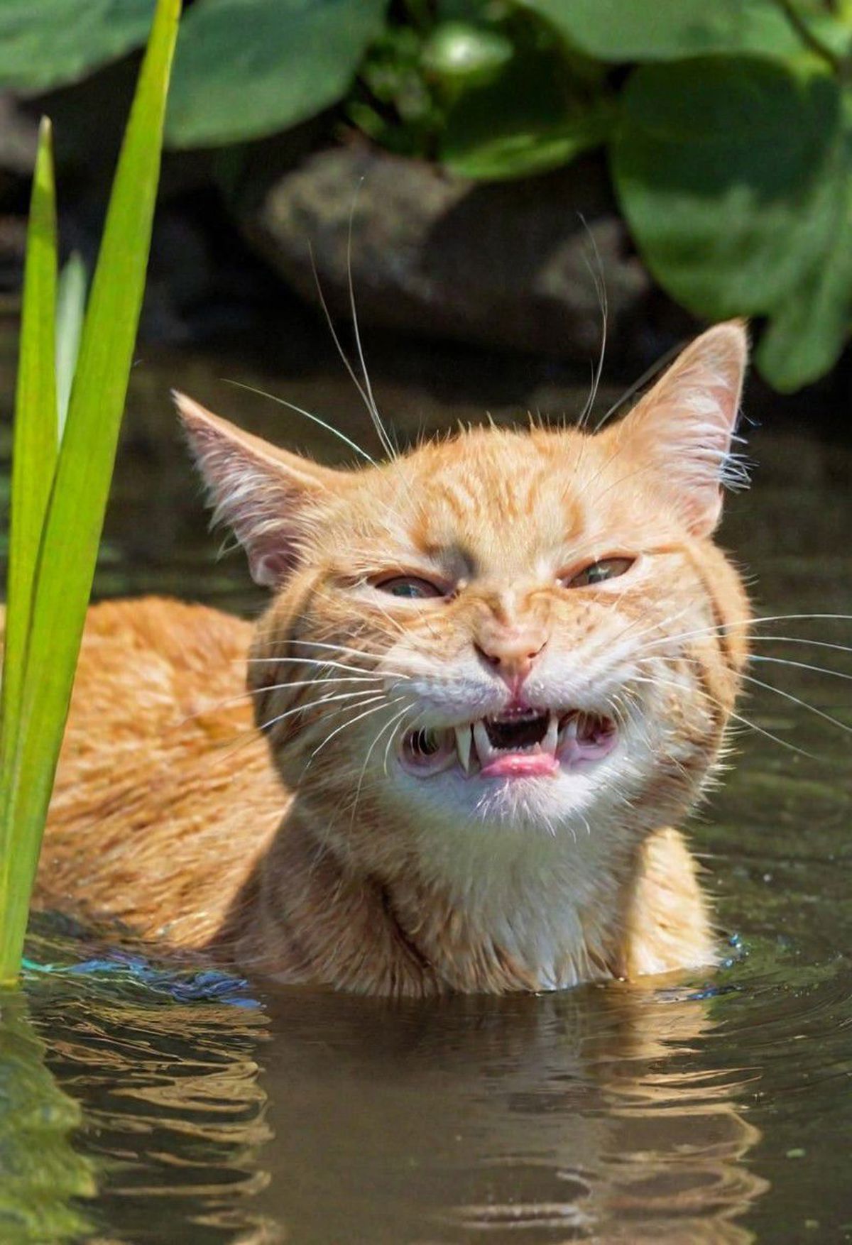 Orange tabby cat with mouth open and teeth showing, in a body of water.