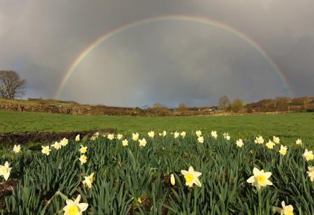rainbow over a field of daffodils after the rain