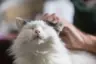 GoddessesWhim's Avatar