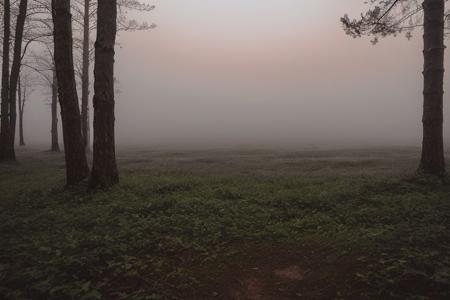 raw photo, a sunset landscape, Valdivian temperate forests, Chilean forest,  cozy, photorealistic, high detailed texture, 8k uhd, dslr, soft lighting, high quality, film grain, Fujifilm XT3, Sony A7 IV, highly detailed photography, (muted colors, cinematic, dim colors, soothing tones:1.2), vibrant, insanely detailed, hyperdetailed, (dark shot:1.2), (vsco:0.3), (intricate details:0.9), (hdr, hyperdetailed:1.2) (highest coherency: 1.39) (highest quality: 1.39) (rule of Thirds) (award winning) (breathtaking) (masterclass) (vibrant color: 0.79) (foggy: 1.29)