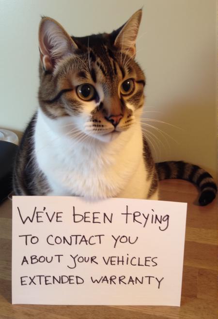 Cat Shame | They know what they did | Flux.D Flux.D