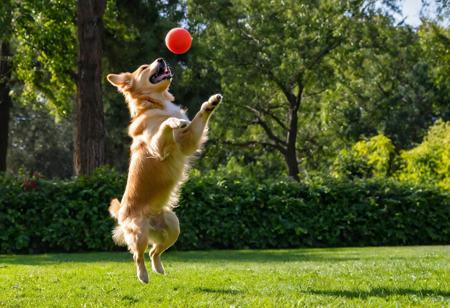 A cute young puppy jumping up to catch a red ball, photo, action shot, side view, happy, playful, golden retriever, park, sunny day, trees, teeth