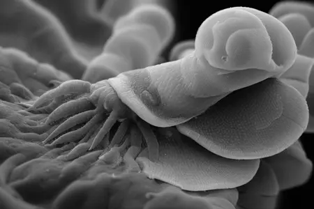 Micronomicon