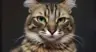 Talik_k's Avatar
