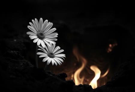 Monochromatic art inspired by John Batho and John Mckinstry, Detailed, naturalistic, realistic wildlife art, a vibrant daisy blooms amidst a fiery pit of burning brimstone, darkened landscape, warm glow on its delicate white center, abstract composition, poetic atmosphere, interplay of light, form, and texture, exercising minimalist geometry, French photographic style, exercising simplicity.