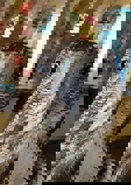 CrowTheBest's Avatar