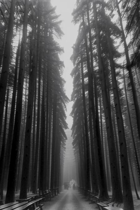 KB_orwo_NP22, instagram photo, a foggy forrest , hard shadows, film grain