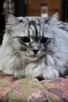 estel0016's Avatar
