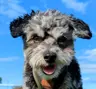 ZolaLova's Avatar
