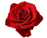 Lolpii8666's Avatar