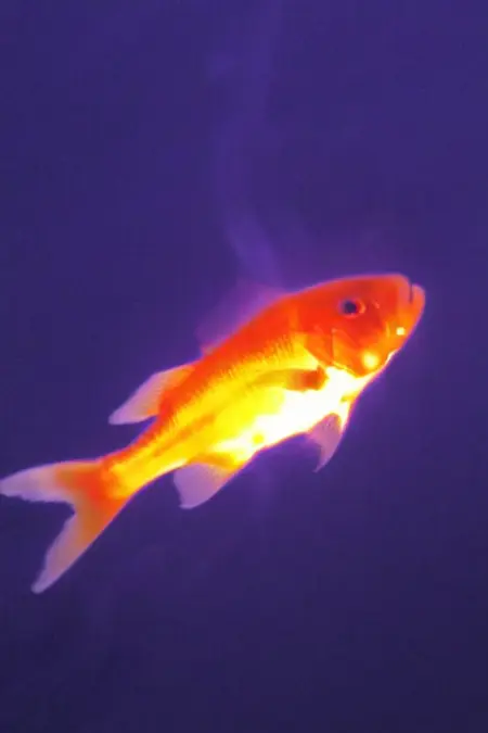 Thermal Vision