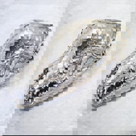 Wolf Skull XL v1.0