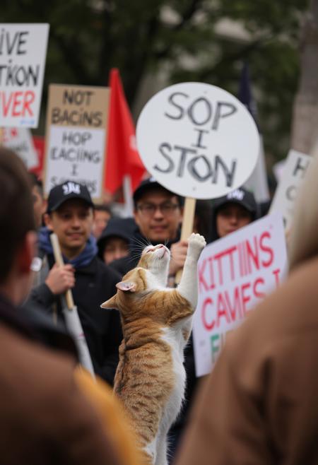 cat fighting against a crowd holding signs