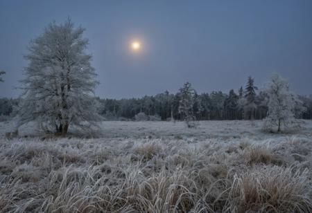 conniferous forest with low grass with heavy dew, heavy autumn frost, sky background with full moon in a cloud which makes it slightly muddled