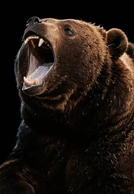 Ursus arctos spp. (Grizzly bear)