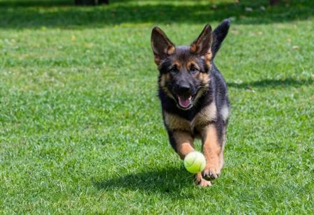 A cute puppy chasing a tennis ball in a park, photo, playful, happy, sunny day, grass, trees, from the side, action shot, german shepherd