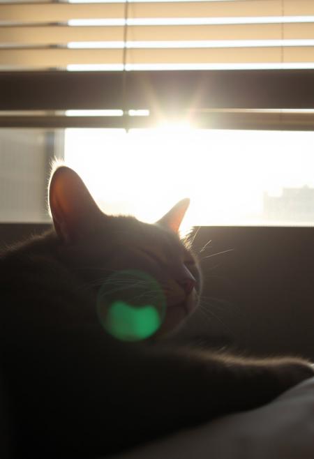 a cat having a nap in the bit of sun coming through the window blinds