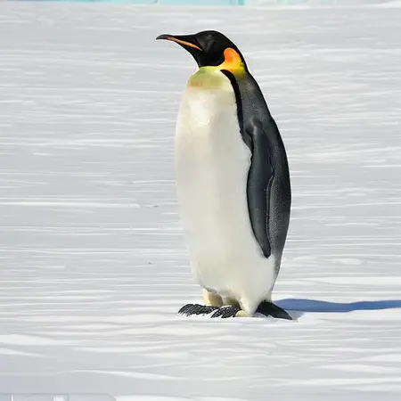 Emperor Penguins