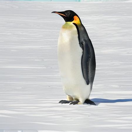Emperor Penguins V1