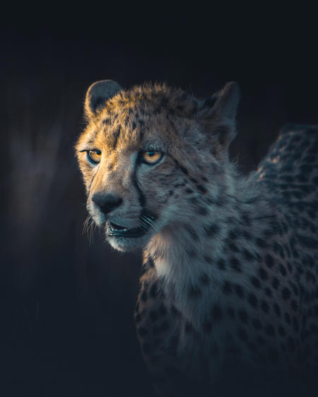 nidehuakucha's Avatar