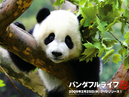 panda_HSIN's Avatar