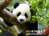 panda_HSIN's Avatar