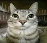 HariboPyong's Avatar