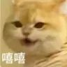 haolcnoqa's Avatar