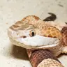 Agkistrodon's Avatar
