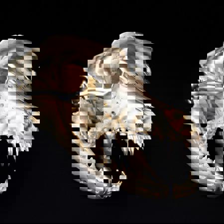 Wolf Skull XL V0.0