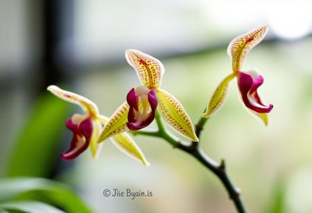 monkey orchid